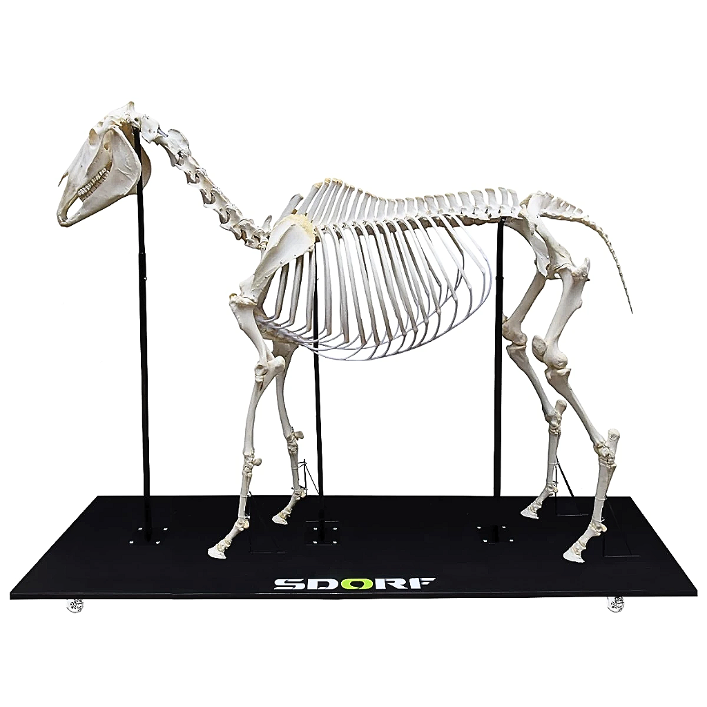 ESQUELETO NATURAL ARTICULADO DE EQUINO - SD7400 - SDORF