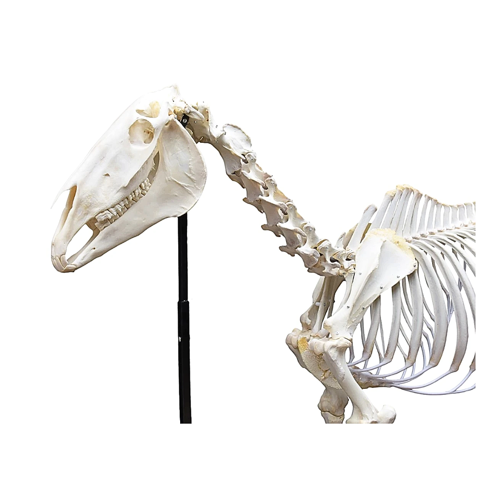ESQUELETO NATURAL ARTICULADO DE EQUINO - SD7400 - SDORF