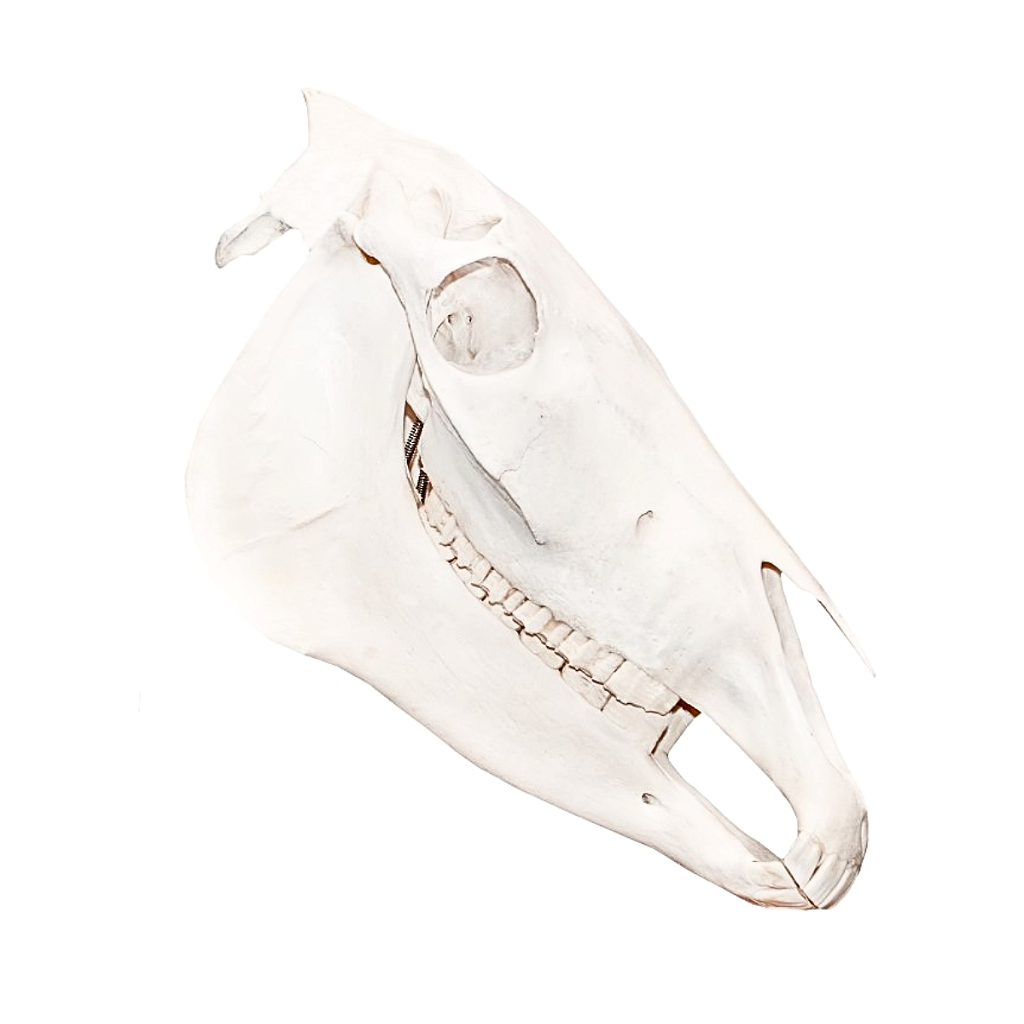 CRÂNIO NATURAL DE CAVALO (EQUUS FERUS CABALLUS) - SDORF