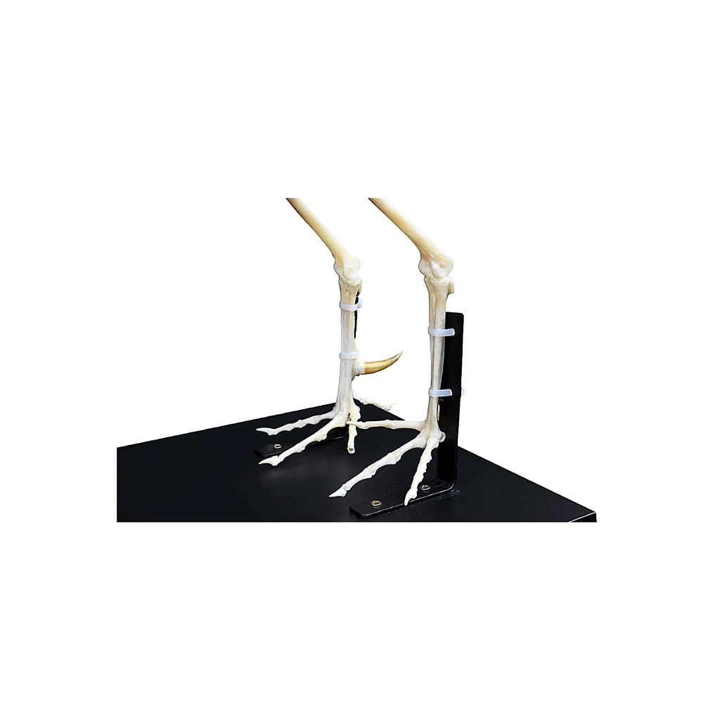 ESQUELETO NATURAL ARTICULADO DE GALINHA - SD-7600- SDORF