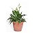 Vaso de Plástico para Planta Redondo 22cm Terracota - Imagem 1