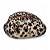 Concha de Tigre Cypraea Natural Búzios 7 cm Unidade - Imagem 3