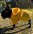 Capa de Chuva para Cachorros Amarelo - Imagem 5