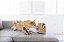 Brinquedo para Cachorros Toca de Esquilo Hide-a-Squirrel Jumbo - Imagem 4