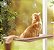 Cama Suspensa de Janela para Gatos Caramelo - Imagem 1