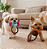 Brinquedo para Cachorros Kit Pelúcias com Corda - Imagem 2