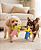 Brinquedo para Cachorros Kit Pelúcias Bastão - Imagem 2