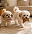 Brinquedo para Cachorros Kit Pelúcias Ossinho Animal Print - Imagem 2