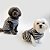Regata para Cachorros Presidiário - Imagem 4