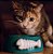 Comedouro para Gatos Cerâmica Espinha de Peixe Verde - Imagem 1
