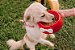 Comedouro para Cachorros Cerâmica Vermelha com Laço - Imagem 2