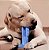Escova de Dentes Interativa para Cachorros Azul - Imagem 1