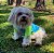 Camiseta Amarela Neon para Cachorros - Imagem 6