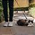 Peitoral com Guia para Gatos Energy - Imagem 3