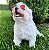 Óculos de Sol Round Colors para Cachorros - Imagem 3