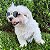 Óculos de Sol Round Colors para Cachorros - Imagem 7