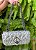BOLSA - Imagem 1