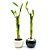 Conjunto Yin Yang com Vaso Redondo e Bambu da Sorte - Imagem 1