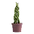 Planta Lança de São Jorge Trançada (Média) - Imagem 1