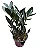 Muda de Zamioculca Black Queen (Planta da Fortuna) - Imagem 2
