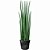 Lança de São Jorge Sansevieria Cylindrica Reta (150cm) - Imagem 1