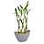 Vaso Canoa Elegance com Bambu da Sorte (6 Hastes) - Imagem 8