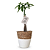 Cachepot Palha com Árvore do Dinheiro (35cm) - Imagem 1