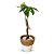 Cachepot Palha com Árvore do Dinheiro (35cm) - Imagem 2