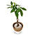 Cachepot Palha com Árvore do Dinheiro (35cm) - Imagem 3