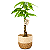 Cachepot Palha com Árvore do Dinheiro (35cm) - Imagem 1