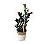 Cachepot Palha com Zamioculca Black Queen (Planta da Fortuna) - Imagem 2