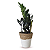 Cachepot Palha com Zamioculca Black Queen (Planta da Fortuna) - Imagem 1