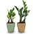 Cachepot Diamante com Zamioculca Baby (Planta da Fortuna) - Imagem 1