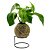Kokedama de Jibóia Verde com Suporte de Mesa - Imagem 1