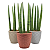 Cachepot Rattan com Planta Lança de São Jorge - Imagem 2