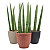Cachepot Rattan com Planta Lança de São Jorge - Imagem 1