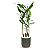 Cachepot Due com Bambu da Sorte Torre (50cm) - Imagem 1