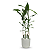 Cachepot Due com Bambu da Sorte Torre (50cm) - Imagem 2