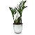 Vaso Prateado com Planta Zamioculca (Planta da Fortuna) - Imagem 1