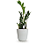 Cachepot Milan com Planta Zamioculca (Planta da Fortuna) - Imagem 6