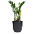 Cachepot Milan com Planta Zamioculca (Planta da Fortuna) - Imagem 5