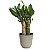 Planta Dracaena Fragrans com Cachepot Milan (Pau D'água) - Imagem 2
