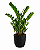 Planta Zamioculca Grande com Cachepot Milan - Imagem 2