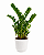 Planta Zamioculca Grande com Cachepot Milan - Imagem 3