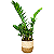 Cachepot Palha com Planta Zamioculca Grande (60cm) - Imagem 1