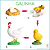 CICLO DE VIDA - Imagem 6