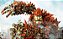 Knack 2 Ps4 Seminovo - Imagem 4
