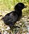 Ayam Cemani aves com 30 dias de idade - Imagem 1