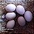 CROAD LANGSHAN Importado com Garantia de Fertilidade (Dúzia de ovos férteis) - Imagem 4