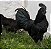 AYAM CEMANI com GARANTIA DE FERTILIDADE! (Valor Dúzia ovos férteis) - Imagem 1